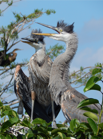 DSCN3534GBHeron Babies smal crop