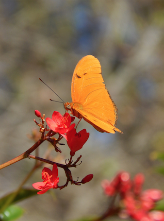 Heathcote Butterfly 1325 small crop