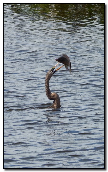 Anhinga Spear Fish copy