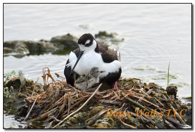 Black Necked Stilt bird Himantopus mexicanus Green Cay Florida copy