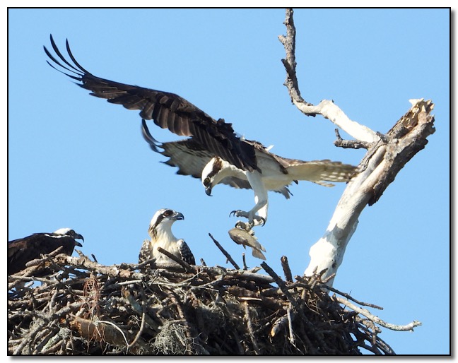 DSCN4532OspreyFishNest crop copy