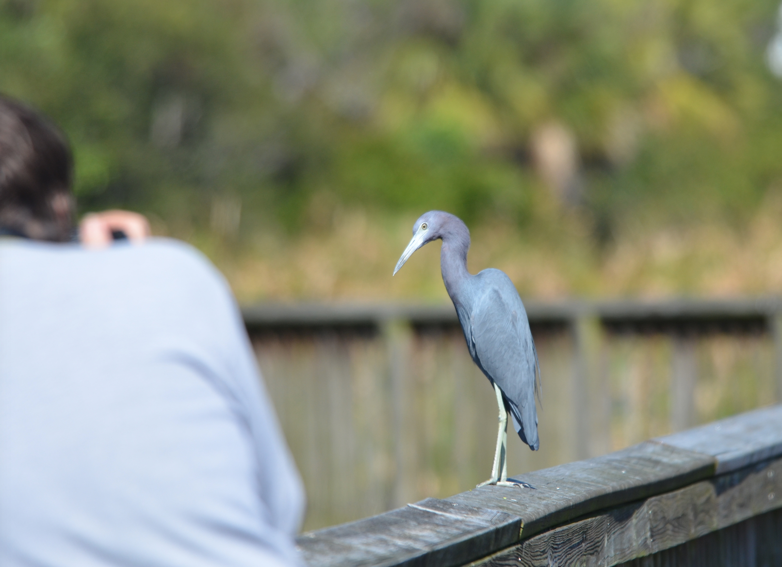 DSC_8031 Jody &#38; Heron copy