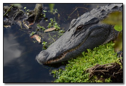 WH1757GatorPUBLISH